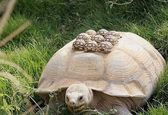 صحنه ای جالب از کولی لاک پشت به فرزندانش +عکس