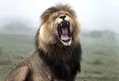  خمیازه سلطان جنگل+ عکس