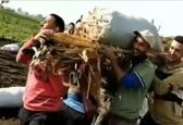 شوخی جالب کشاورزان با گرانی سیب‌زمینی + فیلم