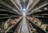 چه خبر از بازار مرغ و تخم مرغ؟