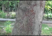 ماجرای تصویر طلسم و جادو روی درختان پارک لاله تهران +عکس