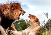 لحظه حمله چند شیر ماده به یک شیر نر + فیلم