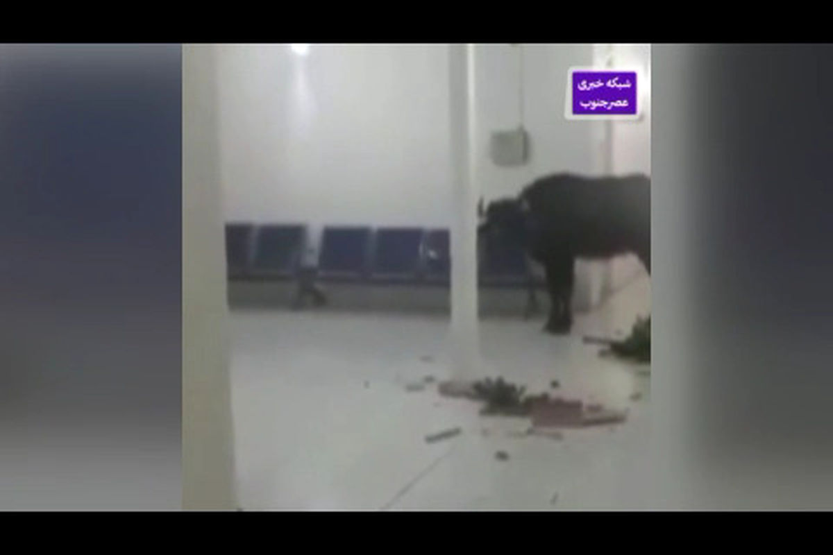 حمله گاومیش عصبانی به ساختمان یک شرکت در اهواز +فیلم