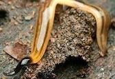 عجیب‌ترین موجودی که هرگز نمیمیرد!+عکس