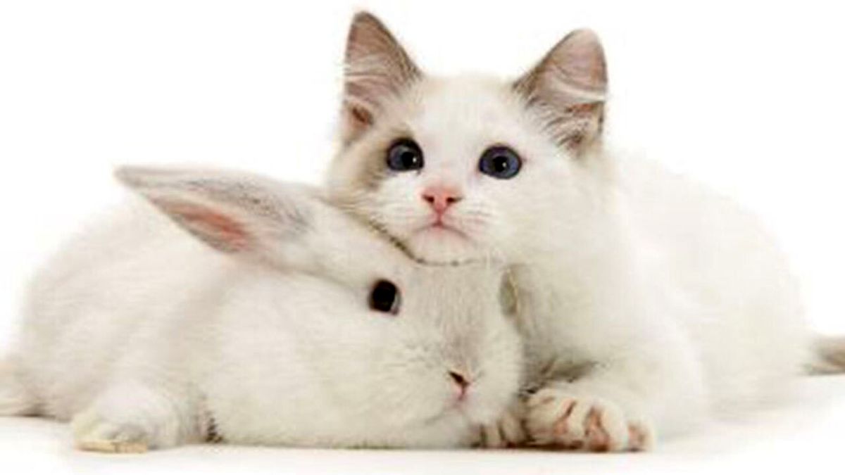 کار عجیب یک خرگوش برای نجات گربه+ فیلم