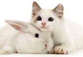 کار عجیب یک خرگوش برای نجات گربه+ فیلم