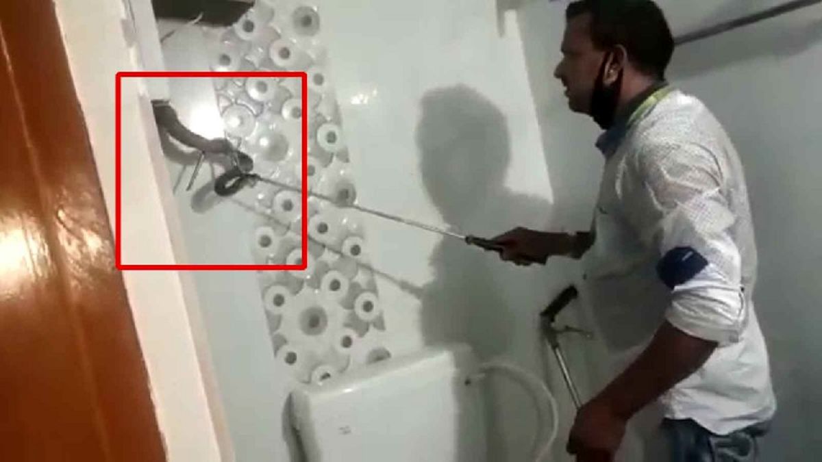 پنهان شدن مار کبرا در کمد دیواری دستشویی! +فیلم