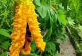 کاشت گیاهی عجیب در ایران برای بیماران دیابتی و کبد چرب +عکس