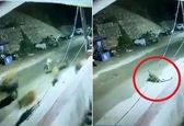لحظه حمله پلنگ به گله گاو مقابل پاسگاه پلیس! +فیلم