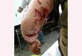 پلنگ چوپان گیلانی را تیکه پاره کرد +عکس وحشتناک