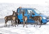 اعتماد عجیب گوزن‌های گرسنه به انسان! +عکس