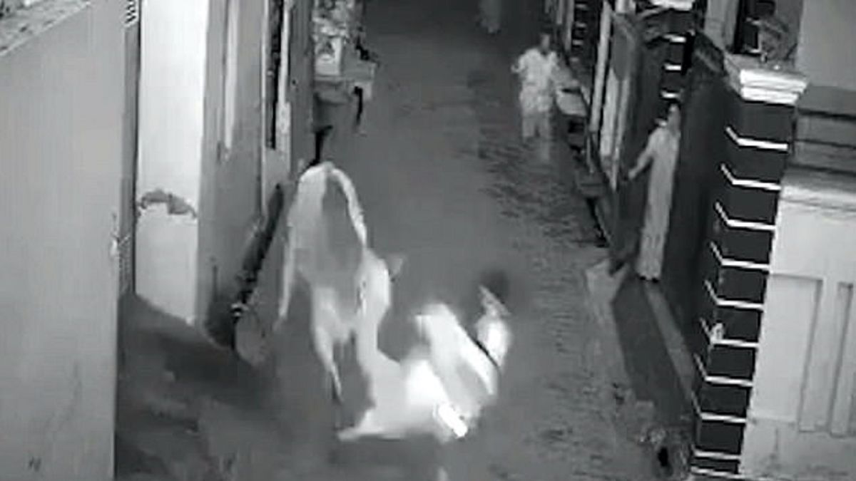 دفاع نوه شجاع از مادربزرگش حین حمله گاو خشمگین +فیلم