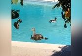 نجات جوجه اردک‌ها از داخل چاه + فیلم