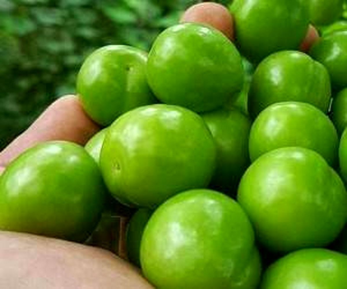 چه کسانی نمی توانند گوجه سبز بخورند؟