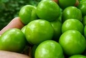 این افراد نباید گوجه سبز بخورند