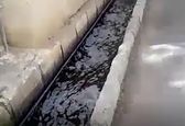 راه افتادن خونابه در جوی های دماوند همه را به وحشت انداخت ! 