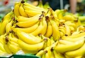 پاسکاری واردات موز/ ۳۰۰۰ تن بلاتکلیف ماند