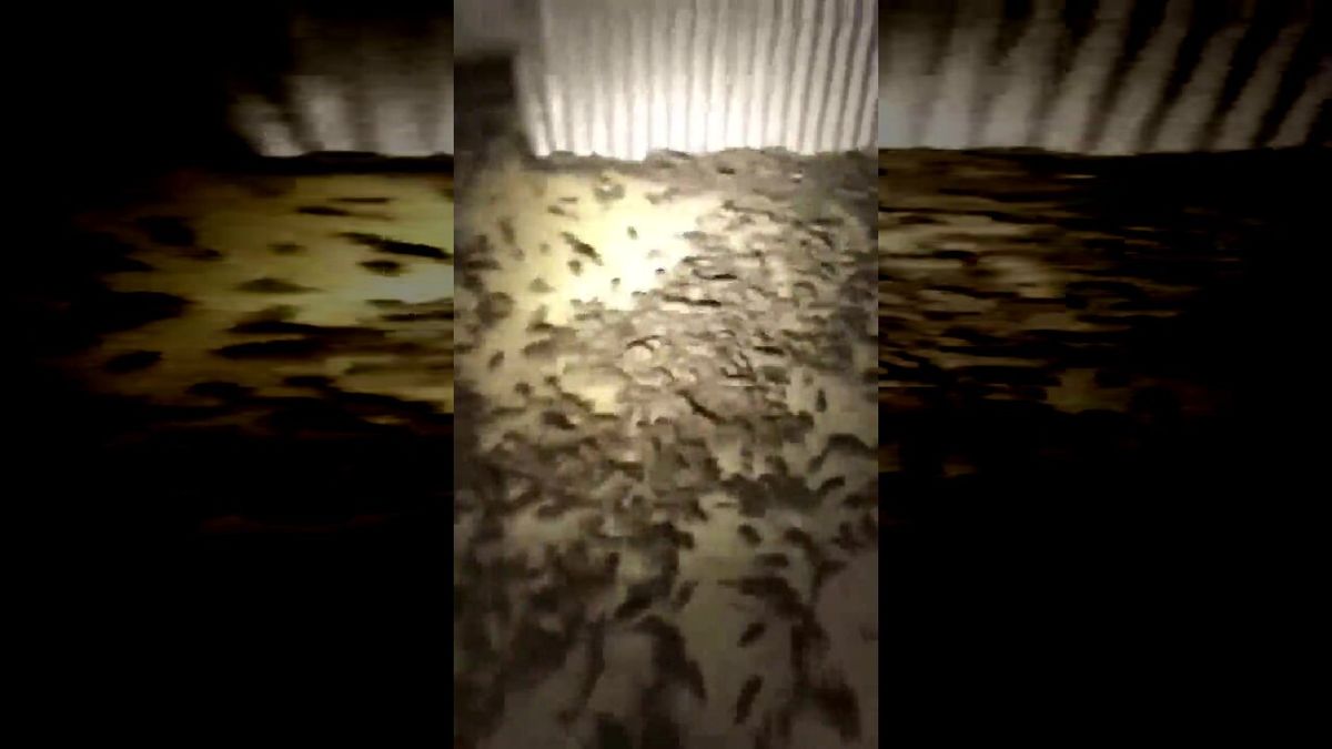 حمله وحشتناک موش‌ها به انبار غله در استرالیا + فیلم