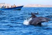 شنای دلفین ها در نزدیکی جزیره هرمز +عکس