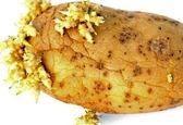 آیا سیب زمینی جوانه زده قابل مصرف است؟