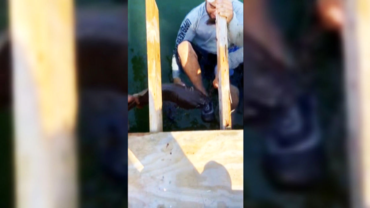 نجات یک مرد از دست کوسه با چکش! + فیلم