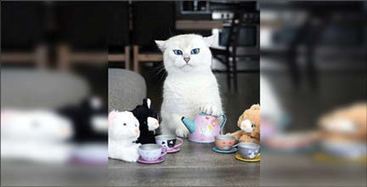 گربه ای که شاخ اینستاگرام شد! +عکس