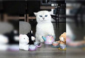 گربه ای که شاخ اینستاگرام شد! +عکس