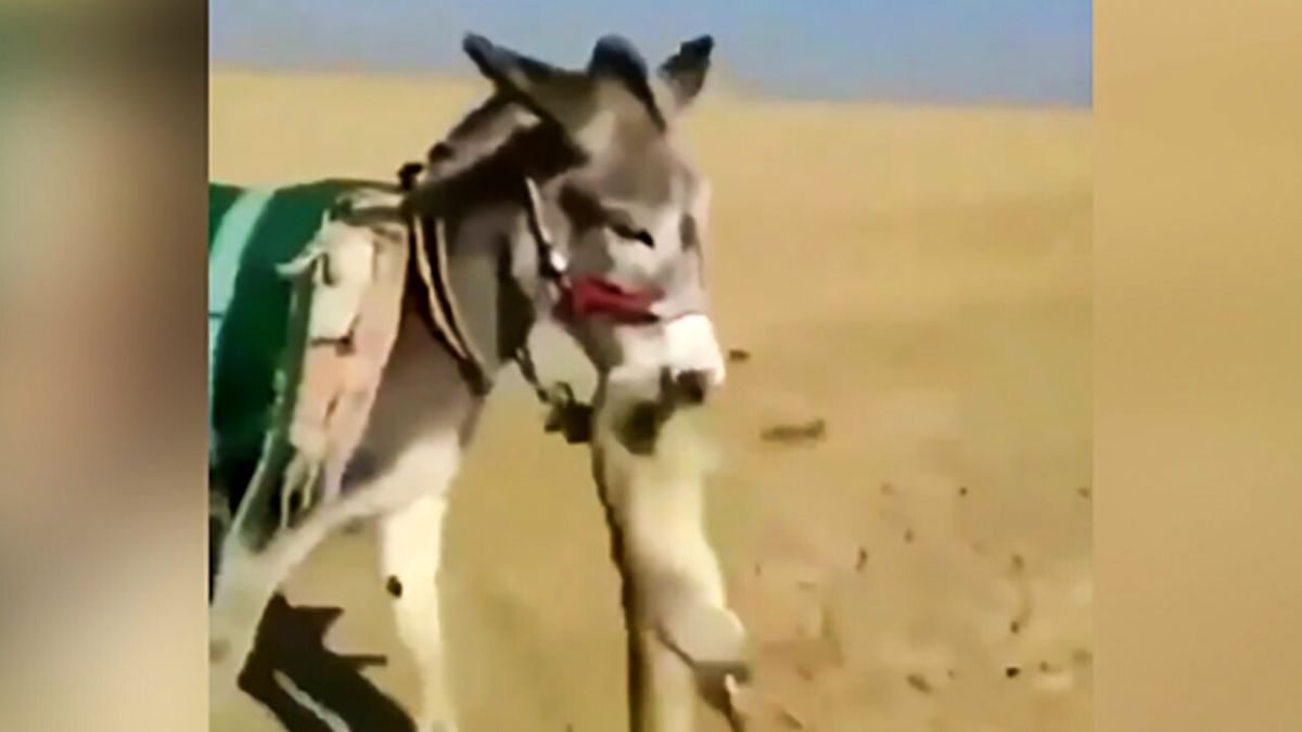 روباهی که توسط الاغ دستگیر شد! + فیلم