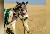 روباهی که توسط الاغ دستگیر شد! + فیلم