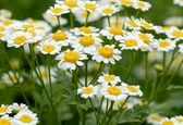 خواص بابونه برای هرچی که فکرشو بکنید