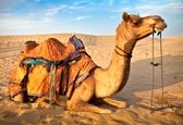اندازه باورنکردنی آب خوردن شتر!