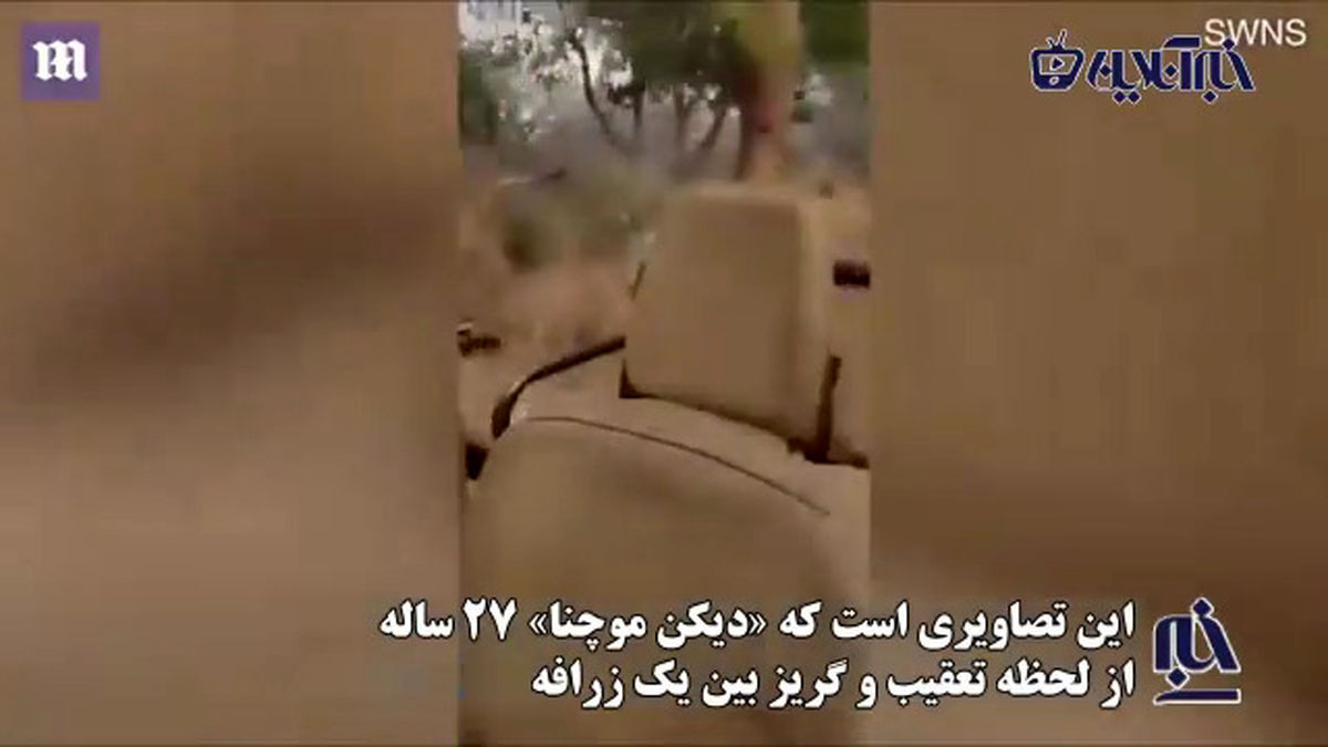 لحظات دلهره‌آور چند توریست در تعقیب‌وگریز یک زرافه +فیلم