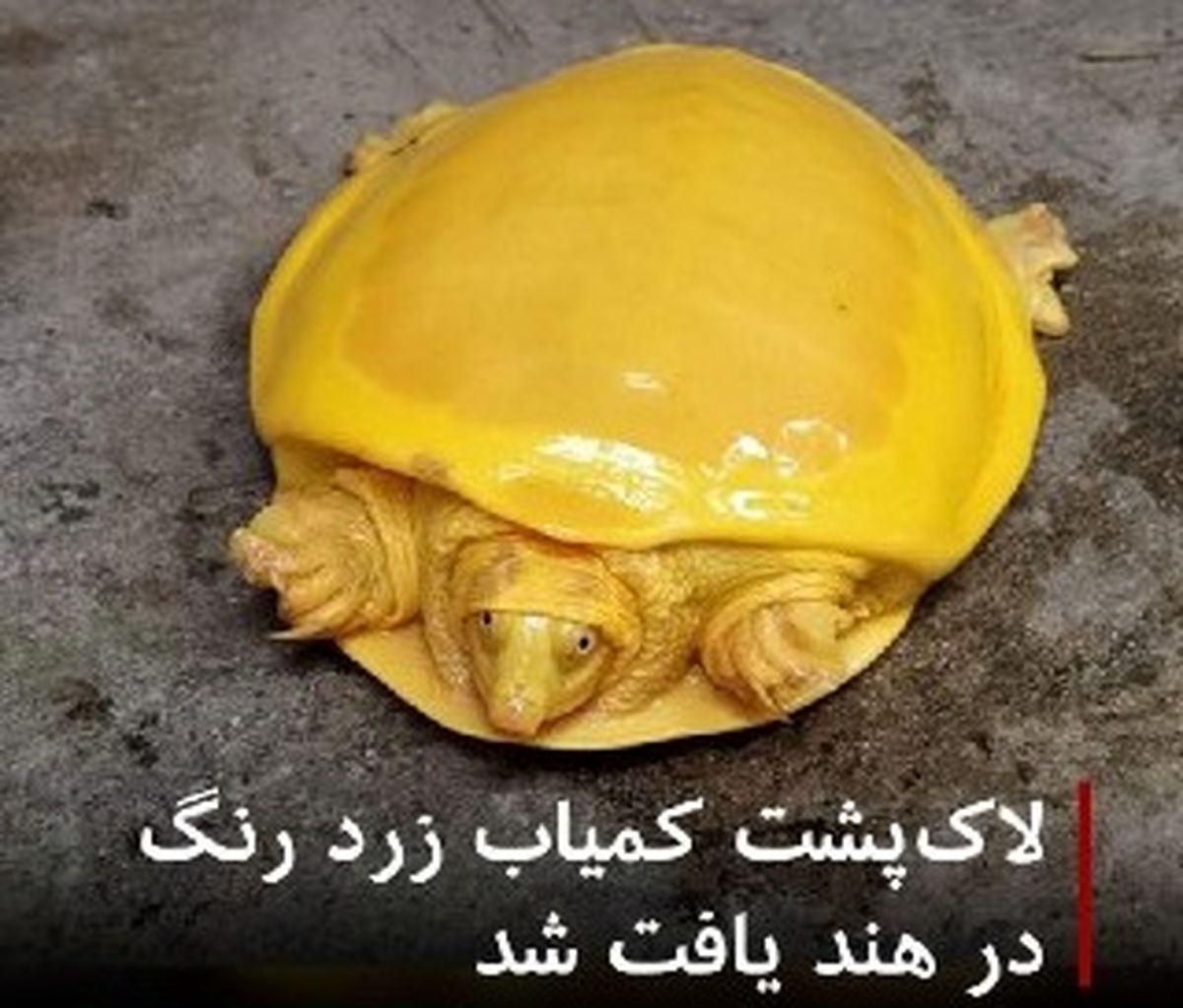 پیدا شدن لاک پشت نادر توسط کشاورز هندی
