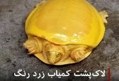 پیدا شدن لاک پشت نادر توسط کشاورز هندی