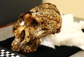 جمجمه دو میلیون ساله عموزاده اجداد انسان پیدا شد