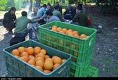 فروش پرتقال ۵هزار تومانی به قیمت ۲۰هزارتومان!