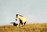 فیلم تماشایی از حمله ناموفق پلنگ به کُره اسب در گلستان
