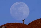 شکار ماه کامل در آریزونا +عکس