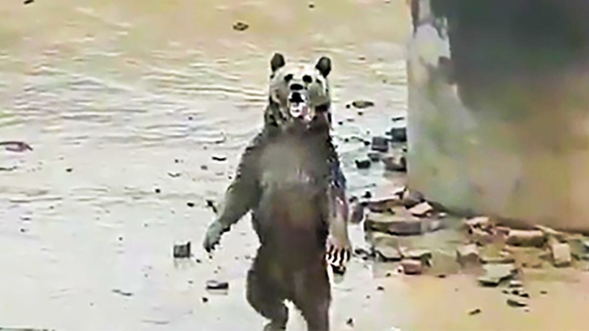 نجات خرس مادر و بچه‌هایش در فضای وحشتناک کرمانشاه+ فیلم