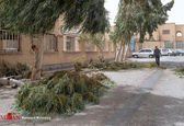 شکستن وحشتناک درختان زاهدان در طوفان شدید+عکس
