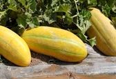 میوه‌ای شگفت انگیز برای بیماران کلیوی