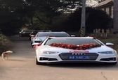واکنش جالب سگ وفادار به ازدواج صاحبش +عکس و فیلم