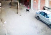 نجات کودک از دندان‌های سگ ولگرد توسط گربه! +عکس