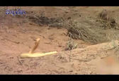 مبارزه جانانه سنجاب مادر با مار کبری +فیلم