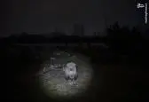 عکس جالب از سلطان جنگل در شب