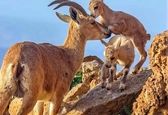 بازیگوشی بزهای کوهی+عکس