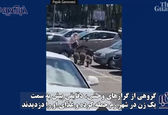  حمله عجیب گرازهای وحشی به یک زن در خیابان! +فیلم