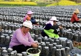 خشک کردن قارچ سیاه خوراکی در چین +عکس