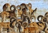 تصاویر دیدنی از بزرگترین گله قوچ ایران + فیلم