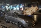 مصدومیت۱۸نفر بر اثر تندباد شیراز+فیلم